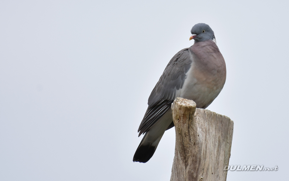 Wood Pigeon (Columba palumbus)